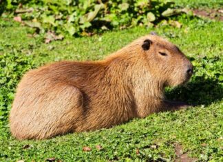 Conheça as curiosidades e comportamentos das capivaras