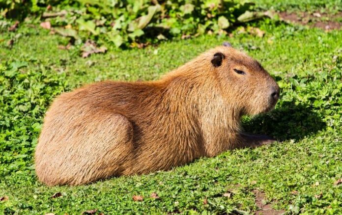 94vybb7jdsb3nxe9h5coqfgno(1)