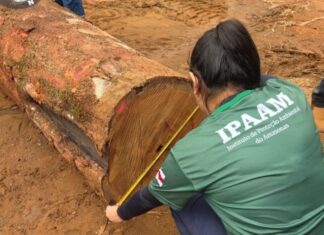 Portaria do Ipaam ajusta valores da reposição florestal e incentiva a legalidade