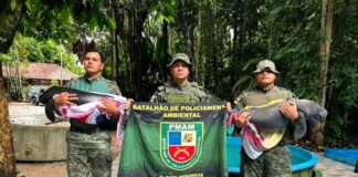 Em Codajás, Polícia Militar do Amazonas resgata dois filhotes de peixe-boi encontrados com sinais de maus-tratos