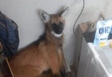 Lobo-guará é resgato em casa no Distrito Federal