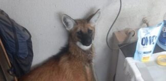 Lobo-guará é resgato em casa no Distrito Federal