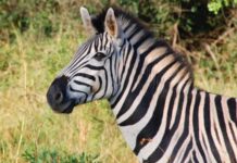 Por que não montamos em zebras? 3 motivos diferenciam a espécie de cavalos