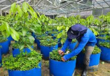 Como a ciência quer salvar o pau-rosa na Amazônia