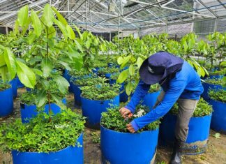 Como a ciência quer salvar o pau-rosa na Amazônia