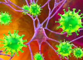 Vírus Nipah: sintomas, transmissão e por que o mundo está atento