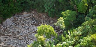 Plano Clima aponta que Brasil dependerá de corte inédito no desmatamento para atingir meta de emissões