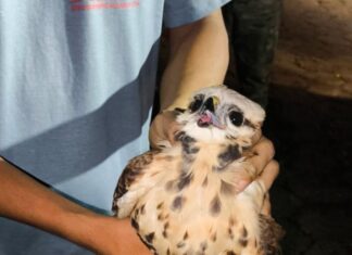 Guarda Municipal resgata gavião em bueiro no bairro Parque 10 de Novembro