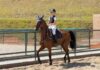 Cavalos podem sentir o cheiro do medo dos humanos, segundo estudo