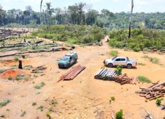 Operação Região Metropolitana 2025: Ipaam aplica R$ 30,6 milhões em multas por crimes ambientais