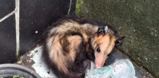 Ipaam resgatou 389 animais silvestres em Manaus ao longo em 2025