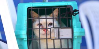 Sepet divulga datas de agendamento presencial para o Castramóvel no Shopping ViaNorte