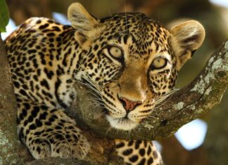 Rodízio de recintos garante estímulo e bem-estar a onças