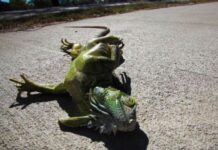 Frio intenso faz iguanas congelarem e caírem de árvores