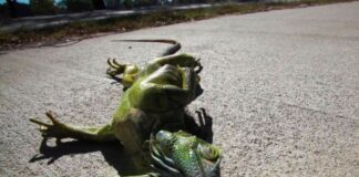 Frio intenso faz iguanas congelarem e caírem de árvores