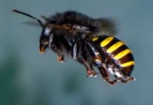Diminuição de abelhas e borboletas põe biodiversidade e comida em risco