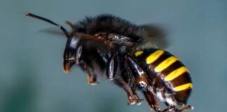 Diminuição de abelhas e borboletas põe biodiversidade e comida em risco