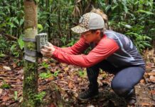 Sema instala câmeras trap em Unidades de Conservação da BR-319 para fortalecer monitoramento da fauna