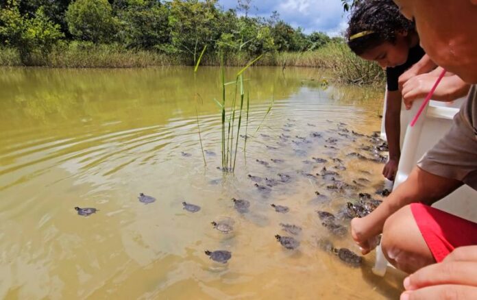 SEMA_SOLTURA DE QUELÔNIOS 2026 SÃO SEBASTIÃO DO IGAPÓ AÇU (FOTO_NOIRMIRANDASEMA)