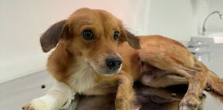 Em quatro meses de funcionamento, Hospital Veterinário já atendeu mais de 20 mil animais