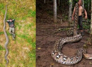 Cobra de 7,22 metros entra para o Guinness como a maior já medida