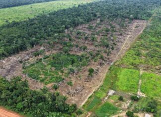 Operação Tamoiotatá 6: Ipaam aplica mais de R$ 585 mil em multas e embarga 115 hectares em Humaitá