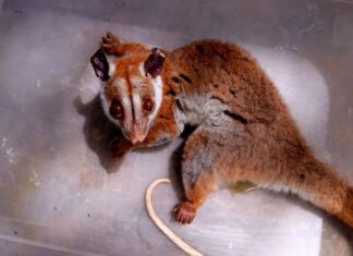 Aparecimento raro: cuíca-lanosa ferida é resgatada pelo Ipaam no bairro Chapada