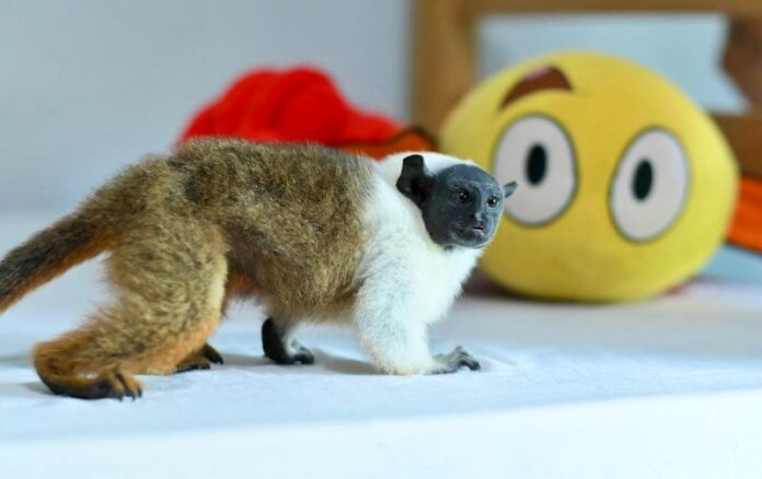 Ipaam_Resgate de sauim-de-coleira_Crédito da foto 2 - Henrique Almeida-Ipaam - 27-03-2026(1)