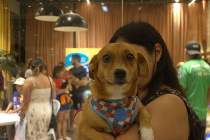 Sepet_Divulgação (2) cachorro cães pets animais