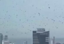 Milhares de corvos tomam o céu de Tel Aviv e cena levanta teorias religiosas; veja