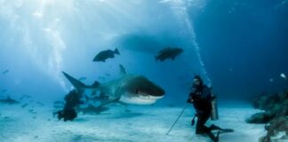 Estudo identifica cocaína e analgésicos no sangue de tubarões das Bahamas