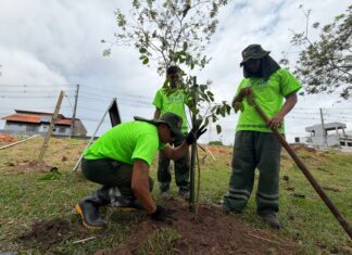 Prefeitura de Manaus realiza plantio de 13.400 mudas como parte da estratégia de arborização da capital amazonense