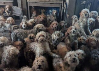 A chocante imagem de 250 cães resgatados em sala de casa: ‘Eles agora estão muito bem’