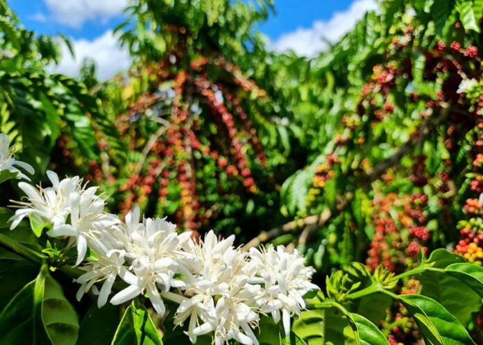 Cafe-Robusta-Amazonico_Enrique_Alves_florada-do-cafe-embrapa(1)