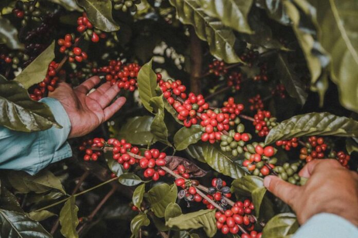 café planta Fapeam inscrições para o programa Prospam Fapeam Fotos Divulgação Fapeam(1)