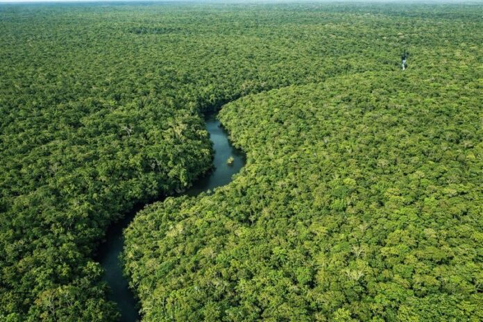 floresta amazonica mata arvores Ipaam_Queda no desmatamento no Amazonas no primeiro trimestre de 2026_Crédito da foto 2_Arquivo-Ipaam - 28-04-2026(1)