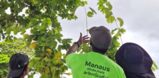 Prefeitura realiza manutenção da arborização no CSU do Parque 10 e inicia plantio de 2 mil mudas no local