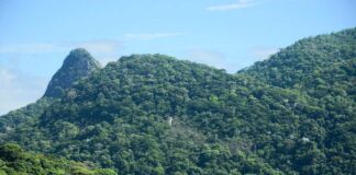 Mata Atlântica recupera 1,67 milhão de hectares em 10 anos