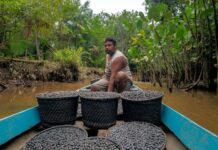 Governo anuncia R$ 150 milhões do Fundo Amazônia para apoio à pesquisa na bioeconomia do açaí e cacau e pescado