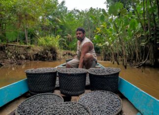 Governo anuncia R$ 150 milhões do Fundo Amazônia para apoio à pesquisa na bioeconomia do açaí e cacau e pescado