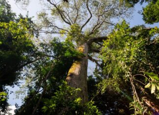 Ações na Amazônia protegem 11,3 milhões de hectares e impactam mais de 21,9 mil famílias