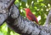 Aves migratórias utilizam o Amazonas como rota de passagem, alerta Ipaam