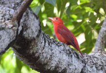 Aves migratórias utilizam o Amazonas como rota de passagem, alerta Ipaam