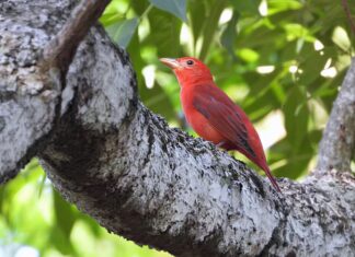 Aves migratórias utilizam o Amazonas como rota de passagem, alerta Ipaam
