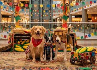 Arraial Pet leva vacinação gratuita, adoção responsável e desfile de fantasias ao Shopping Manaus ViaNorte