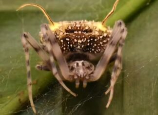 Aranha que se disfarça de fungo é descoberta na Amazônia equatoriana