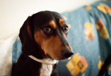 Pets precisam de cuidados especiais para evitar estresse em dias de jogos da Copa do Mundo, alerta veterinário