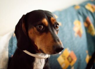 Pets precisam de cuidados especiais para evitar estresse em dias de jogos da Copa do Mundo, alerta veterinário