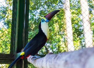 Aves silvestres voltam à natureza após reabilitação em projeto realizado em parceria com o Ibama