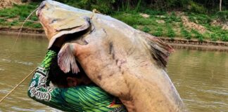 Peixeiro fisga jaú de 68kg e afirma: “Não é história de pescador”